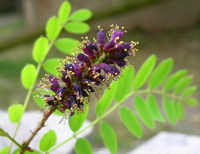 Amorpha fruticosa / Indaco bastardo